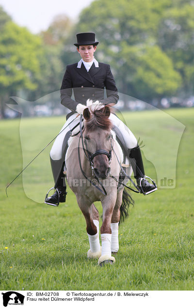 Frau reitet Dlmener Wildpferd / woman rides horse / BM-02708