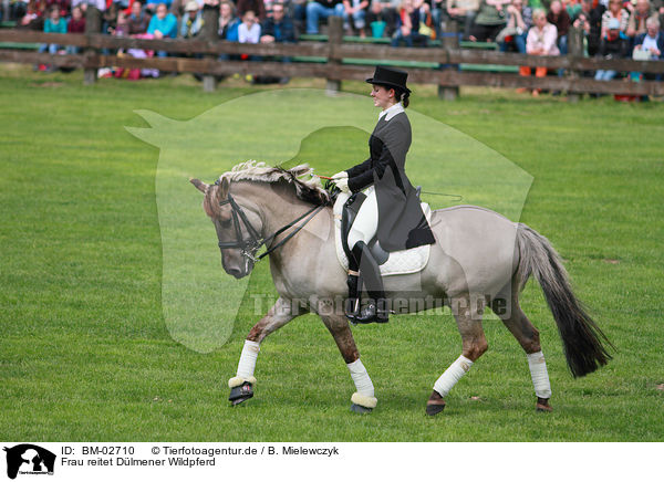 Frau reitet Dlmener Wildpferd / woman rides horse / BM-02710