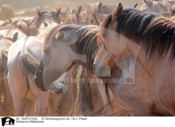 Dlmener Wildpferde / Dulmen Ponies / WJP-01442