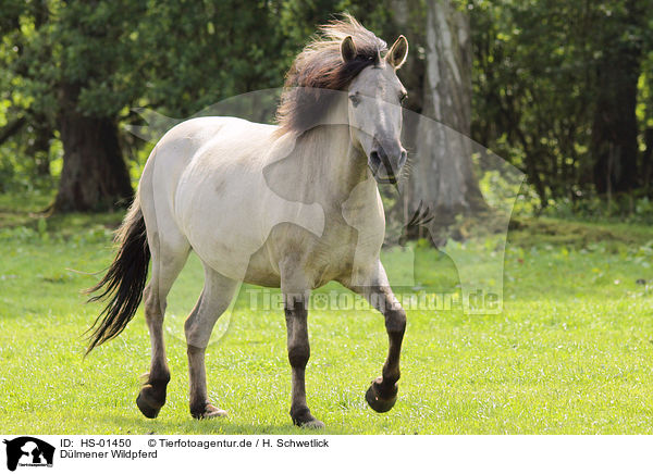 D�lmener Wildpferd / HS-01450