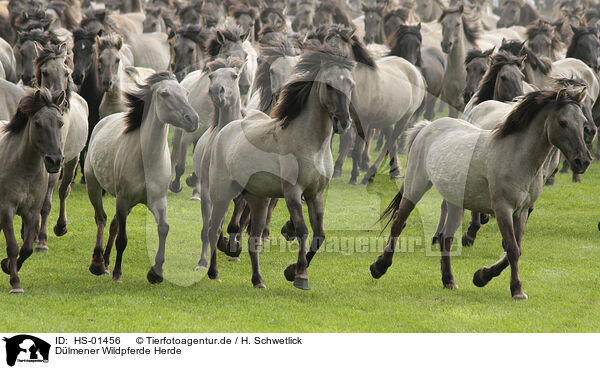 Dlmener Wildpferde Herde / herd of dulmen ponies / HS-01456
