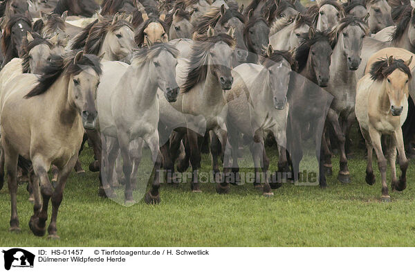Dlmener Wildpferde Herde / HS-01457