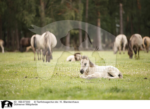Dlmener Wildpferde / Dulmen Ponies / KB-07300