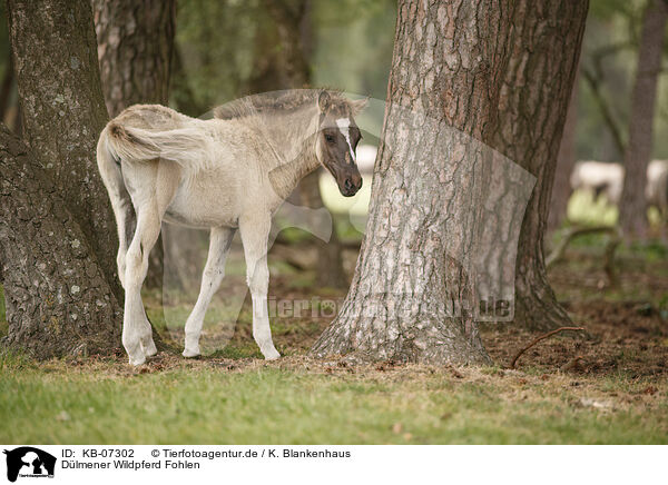 Dlmener Wildpferd Fohlen / Dulmen Pony foal / KB-07302