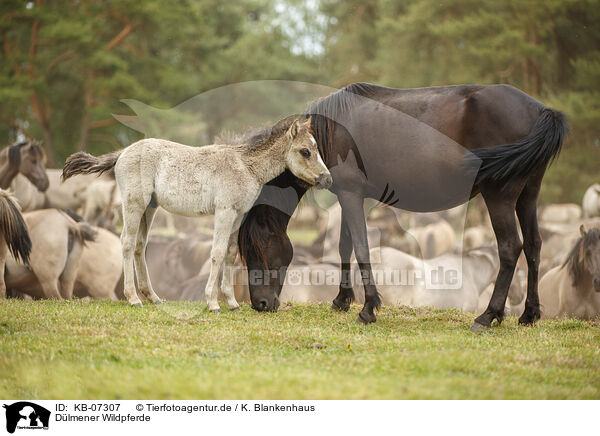 Dlmener Wildpferde / KB-07307