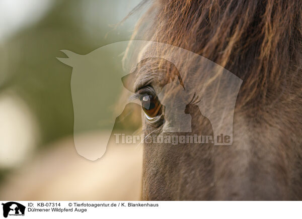 Dlmener Wildpferd Auge / KB-07314
