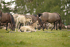 Dülmener Wildpferde