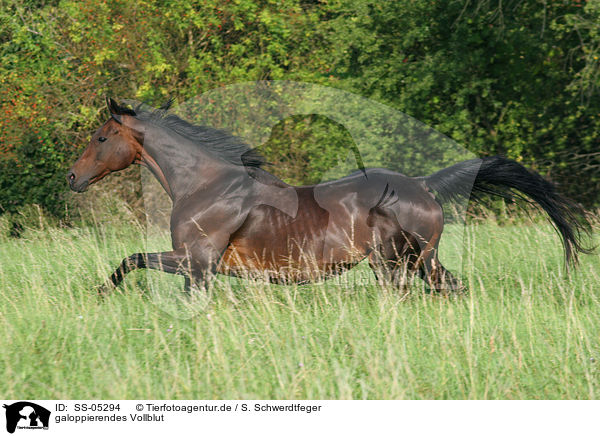 galoppierendes Vollblut / running thoroughbred / SS-05294