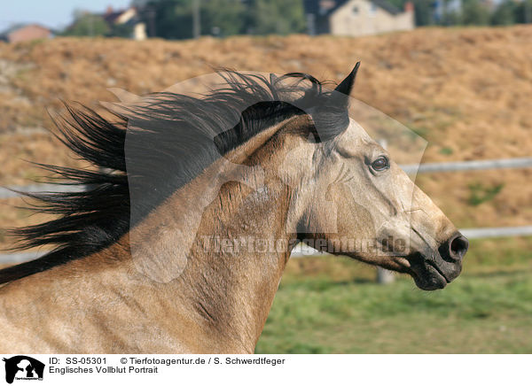 Englisches Vollblut Portrait / english thoroughbred Portrait / SS-05301