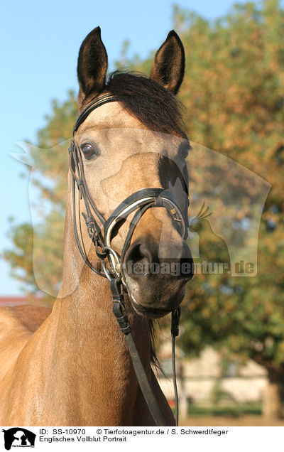 Englisches Vollblut Portrait / English thoroughbred Portrait / SS-10970