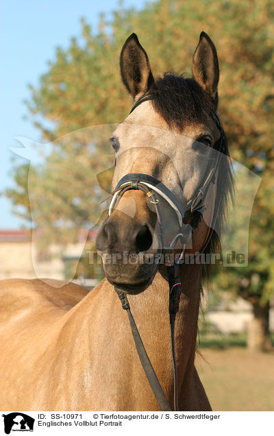 Englisches Vollblut Portrait / English thoroughbred Portrait / SS-10971