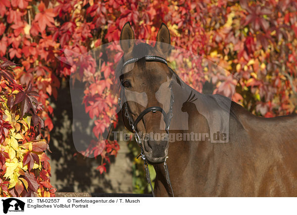 Englisches Vollblut Portrait / TM-02557