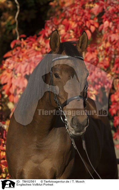 Englisches Vollblut Portrait / TM-02561