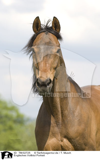 Englisches Vollblut Portrait / english thoroughbred portrait / TM-02725