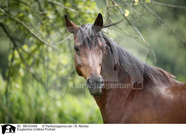 Englisches Vollblut Portrait / RR-53466