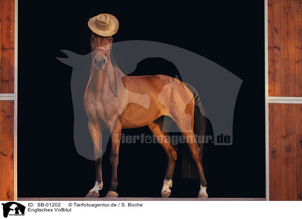 Englisches Vollblut / English Thoroughbred / SB-01202