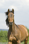 Englisches Vollblut Portrait