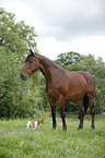 Hund und Englisches Vollblut