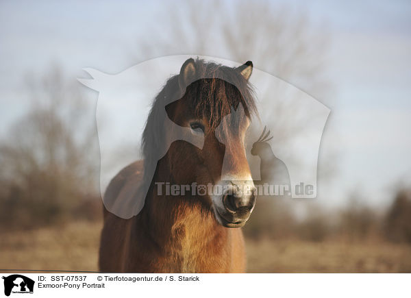 Exmoor-Pony Portrait / SST-07537