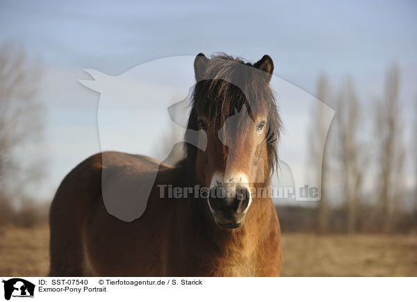 Exmoor-Pony Portrait / SST-07540