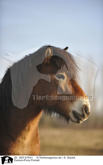 Exmoor-Pony Portrait / SST-07541