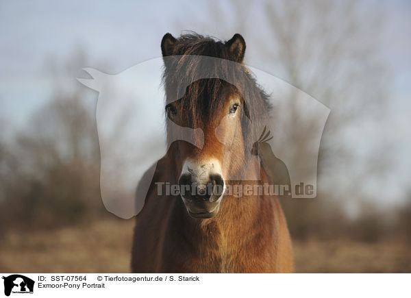Exmoor-Pony Portrait / SST-07564