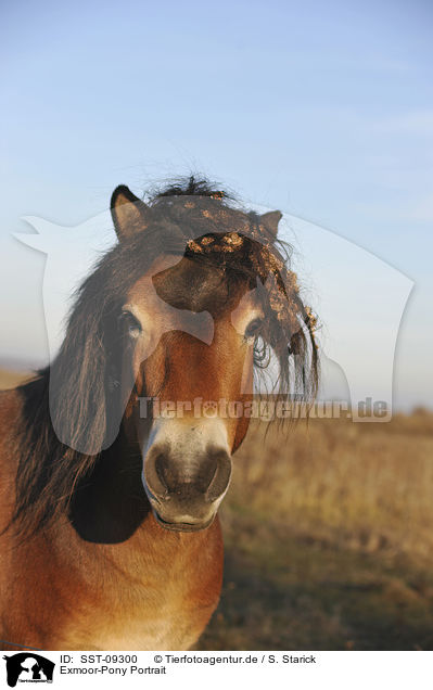 Exmoor-Pony Portrait / SST-09300