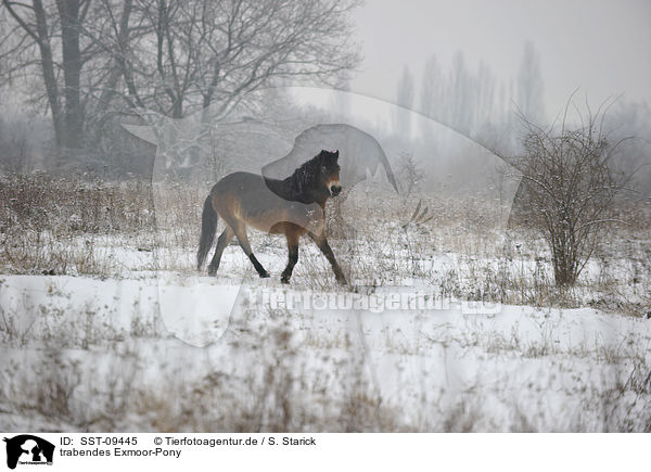trabendes Exmoor-Pony / trotting Exmoor-Pony / SST-09445