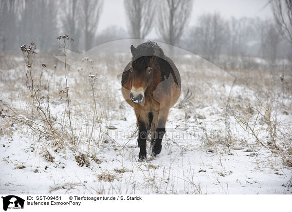 laufendes Exmoor-Pony / SST-09451