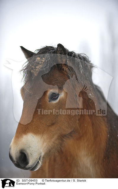 Exmoor-Pony Portrait / SST-09453