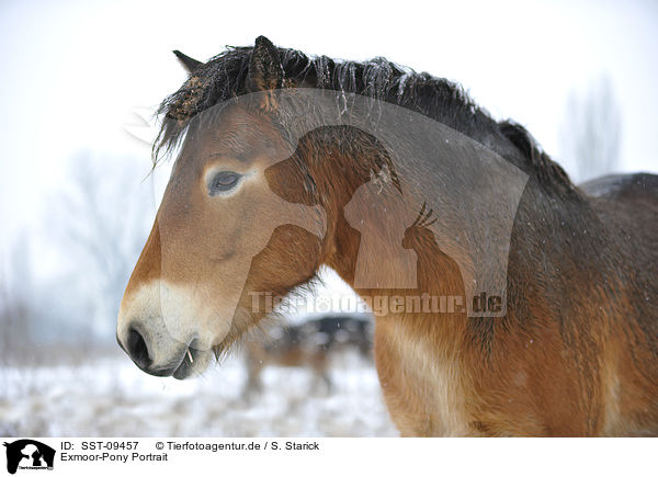 Exmoor-Pony Portrait / SST-09457