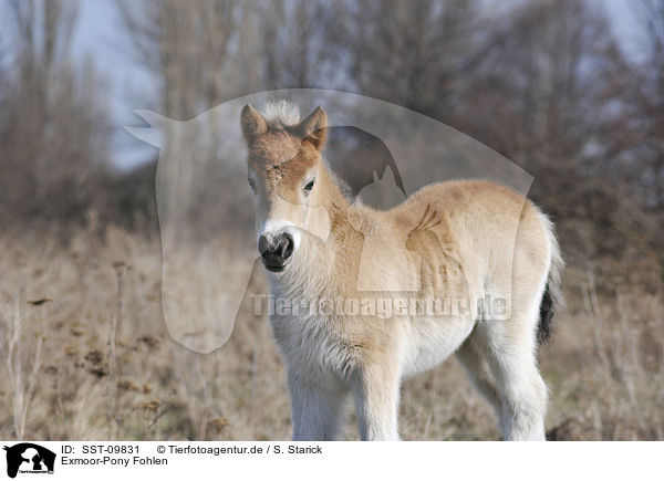 Exmoor-Pony Fohlen / Exmoor-Pony foal / SST-09831