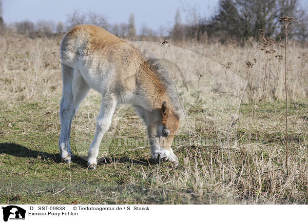 Exmoor-Pony Fohlen / SST-09838