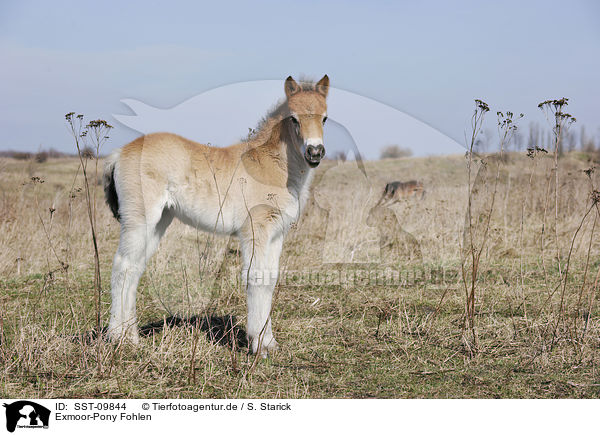Exmoor-Pony Fohlen / SST-09844