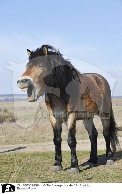 Exmoor-Pony / SST-09856