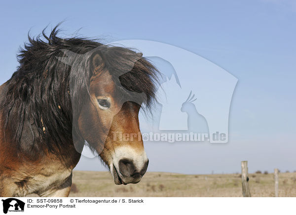 Exmoor-Pony Portrait / SST-09858