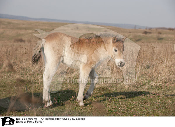 Exmoor-Pony Fohlen / Exmoor-Pony foal / SST-09870