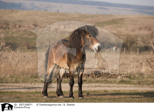 Exmoor-Pony / SST-09871
