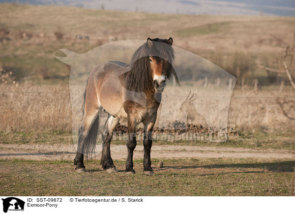 Exmoor-Pony / SST-09872