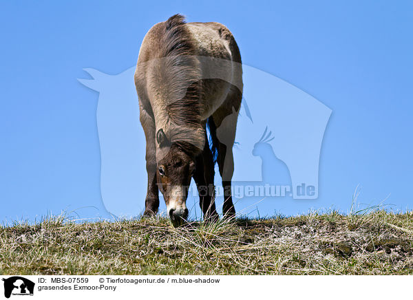 grasendes Exmoor-Pony / MBS-07559