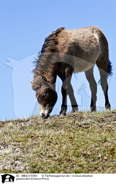 grasendes Exmoor-Pony / MBS-07560