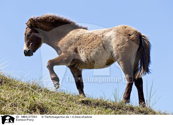 Exmoor-Pony / MBS-07563