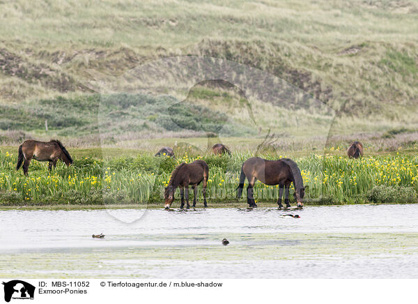 Exmoor-Ponies / Exmoor Ponies / MBS-11052