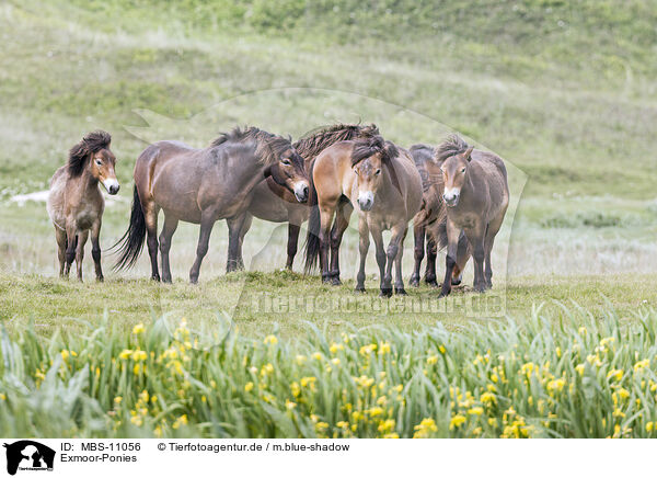 Exmoor-Ponies / Exmoor Ponies / MBS-11056