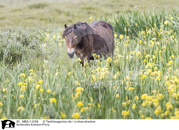 laufendes Exmoor-Pony / walking Exmoor Pony / MBS-11058