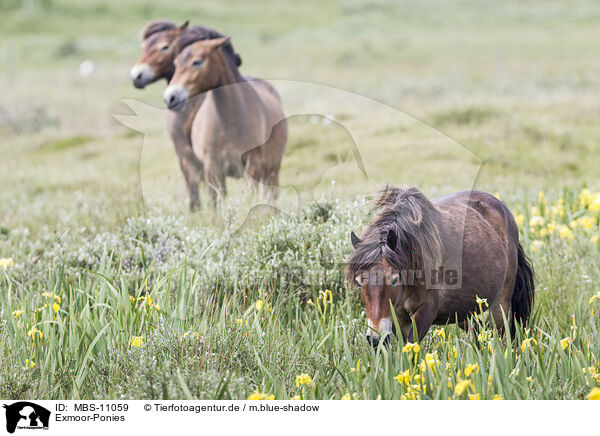 Exmoor-Ponies / Exmoor Ponies / MBS-11059