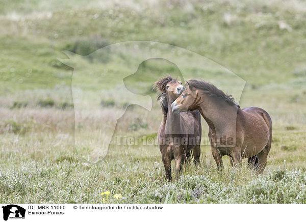 Exmoor-Ponies / Exmoor Ponies / MBS-11060