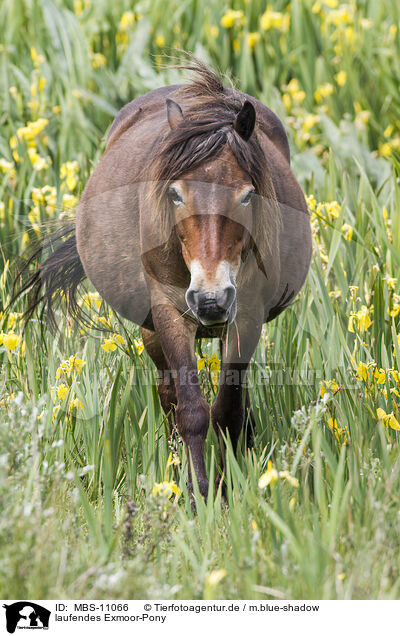 laufendes Exmoor-Pony / walking Exmoor Pony / MBS-11066