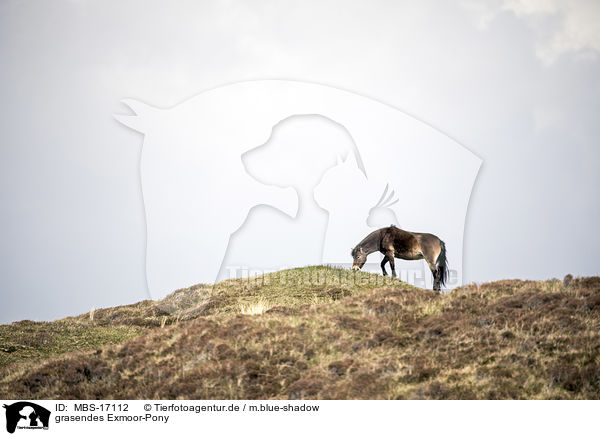 grasendes Exmoor-Pony / browsing Exmoor Pony / MBS-17112