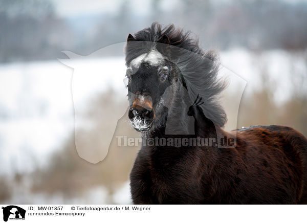 rennendes Exmoorpony / running Exmoor Pony / MW-01857